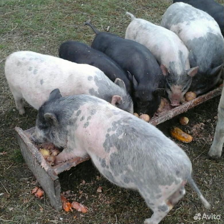 Ветнамские свиньи купить на Зозу.ру - фотография № 1