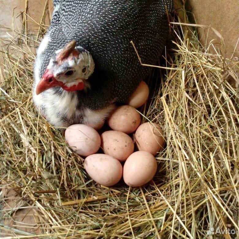 Цесаринные яйца купить на Зозу.ру - фотография № 1
