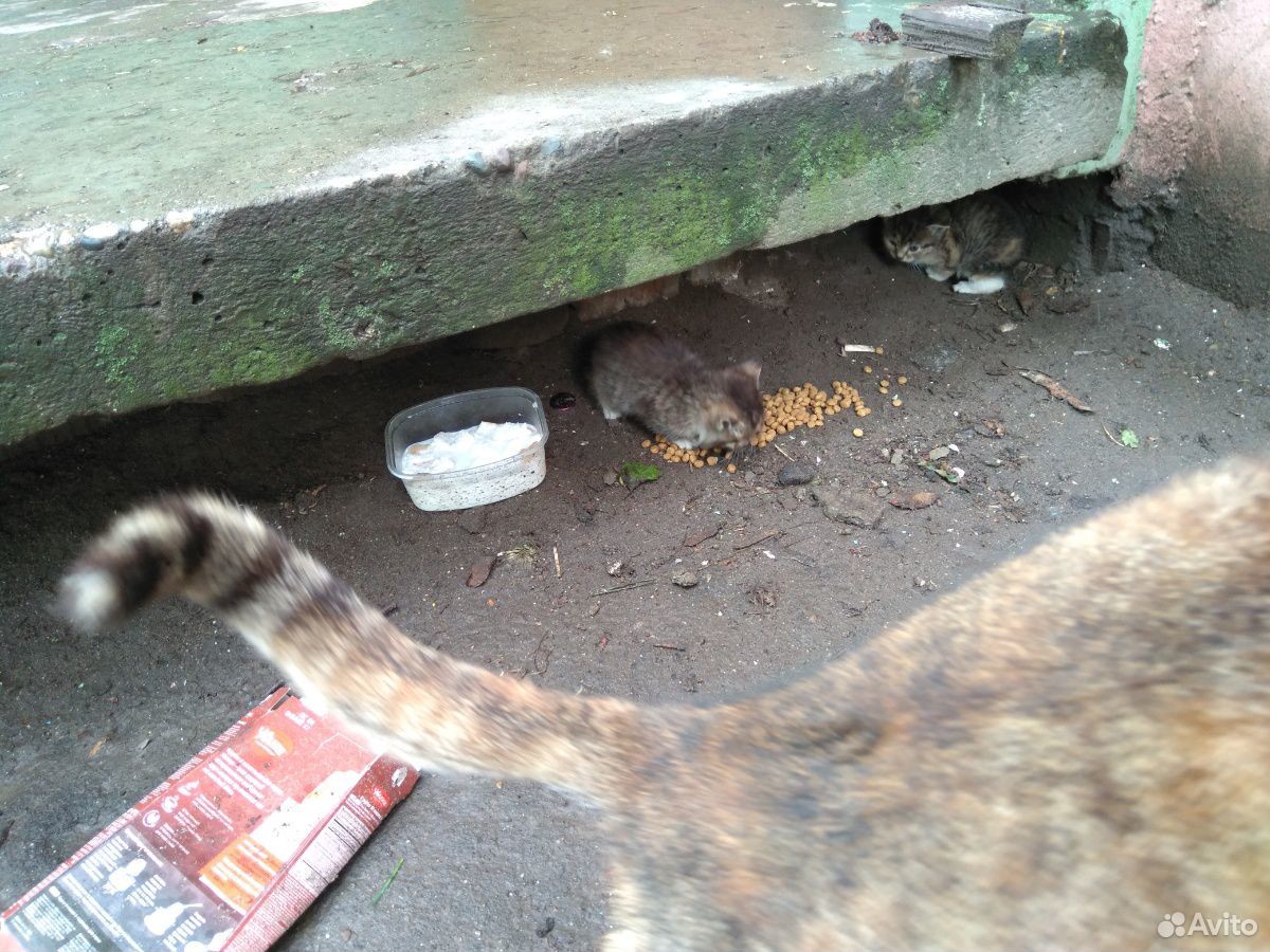 Маленькие котятки пеструшки купить на Зозу.ру - фотография № 2