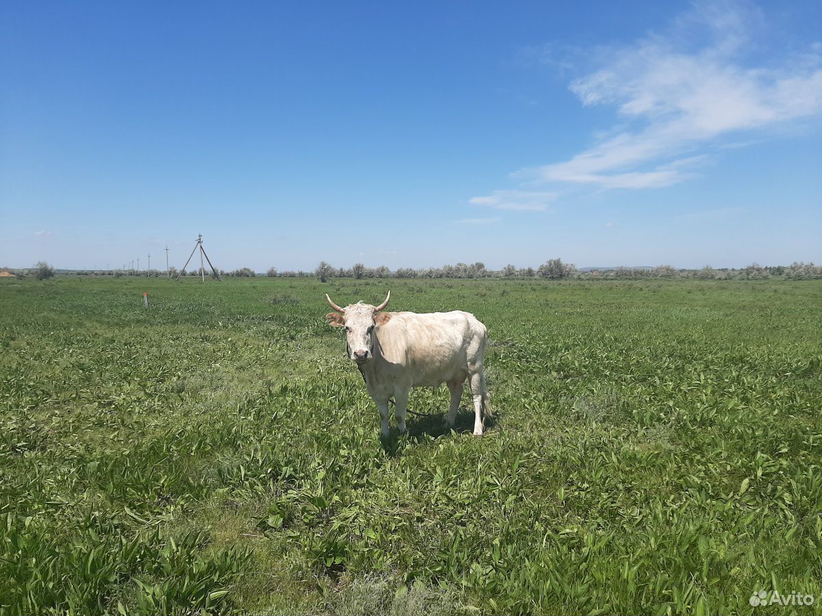 Корова с телочкой купить на Зозу.ру - фотография № 3