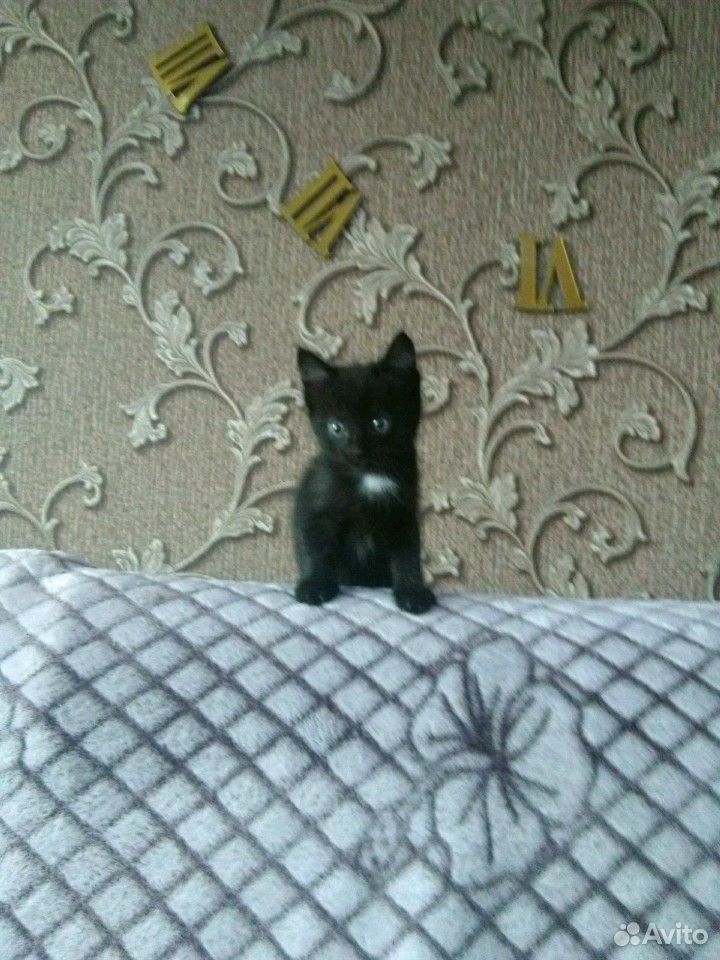 0тдам котенка 1,5 месяца к лотку приучена купить на Зозу.ру - фотография № 1