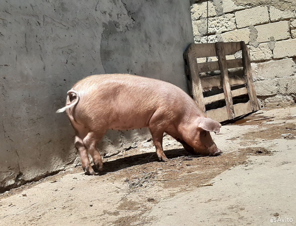 Свинки 4 и 6 мес купить на Зозу.ру - фотография № 1