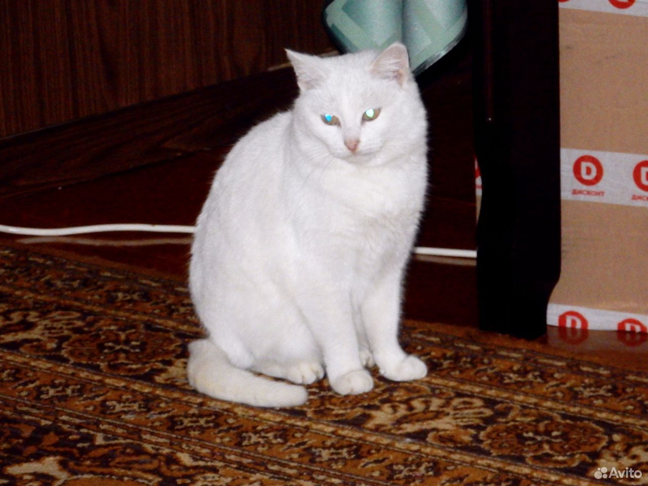 Белоснежные голубоглазые котики купить на Зозу.ру - фотография № 4