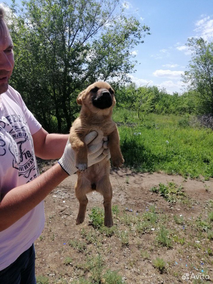 Собака в добрые руки купить на Зозу.ру - фотография № 7