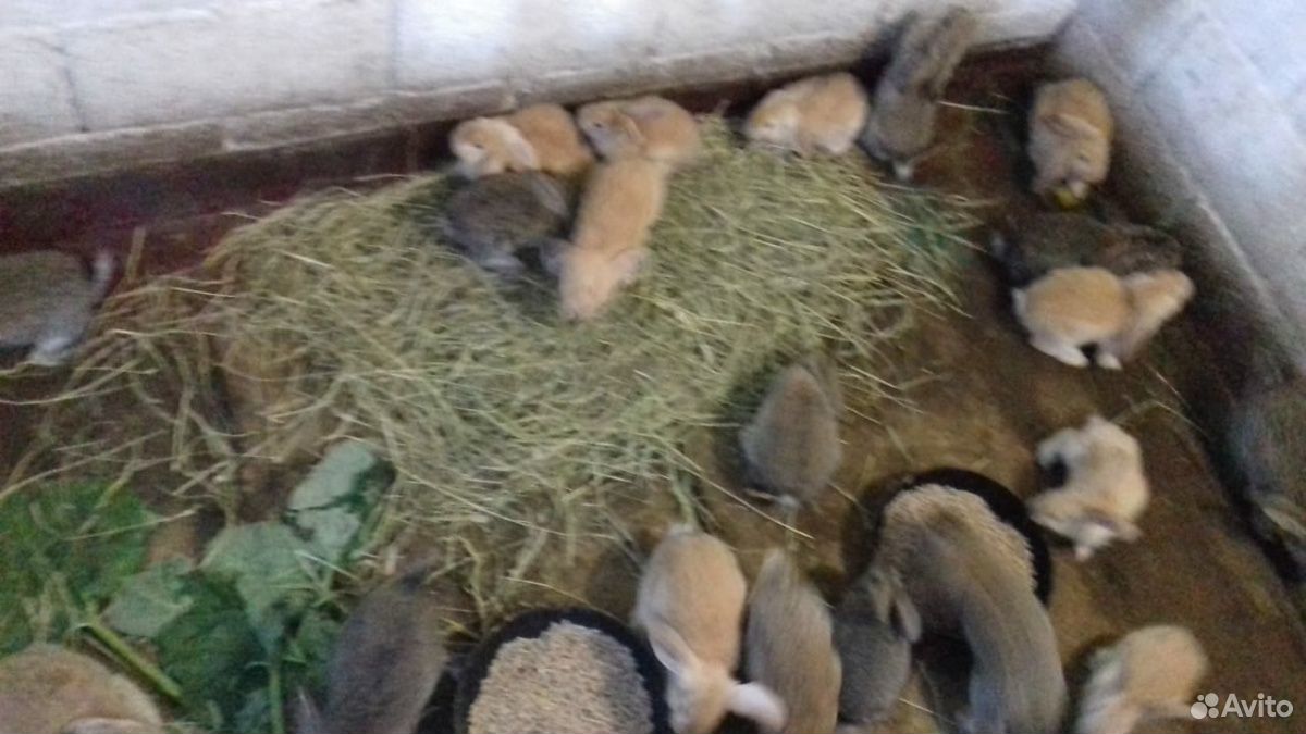 Продаются кролики гиганты, бараны купить на Зозу.ру - фотография № 4
