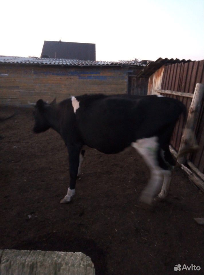 Корова 3 года купить на Зозу.ру - фотография № 5