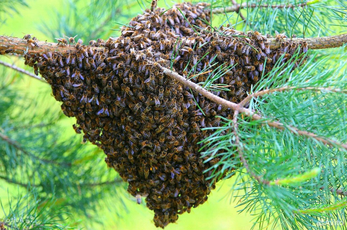 Рои и семьи пчёл с молодыми матками купить на Зозу.ру - фотография № 1