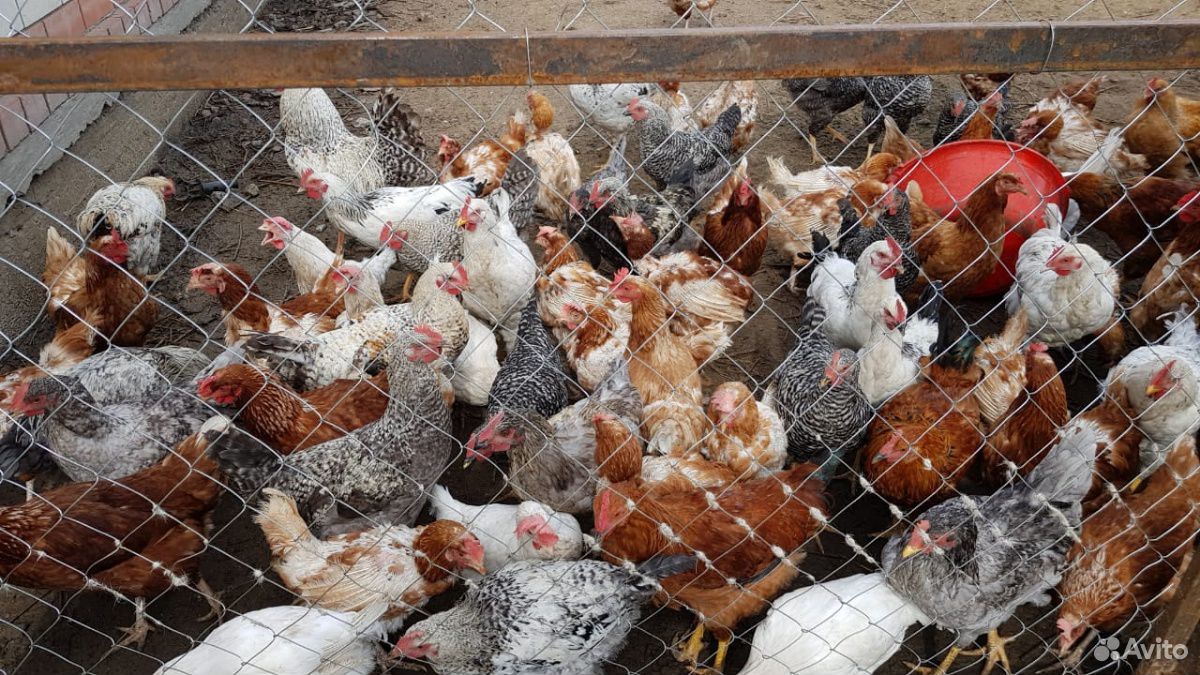 Инкубационные яйца или суточные цыплята купить на Зозу.ру - фотография № 1