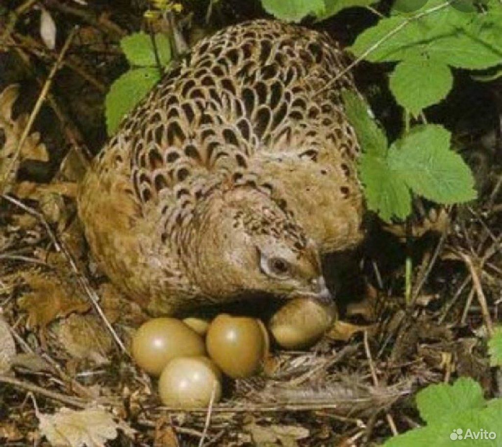 Инкубационное яйцо фазанов охотничьих купить на Зозу.ру - фотография № 2