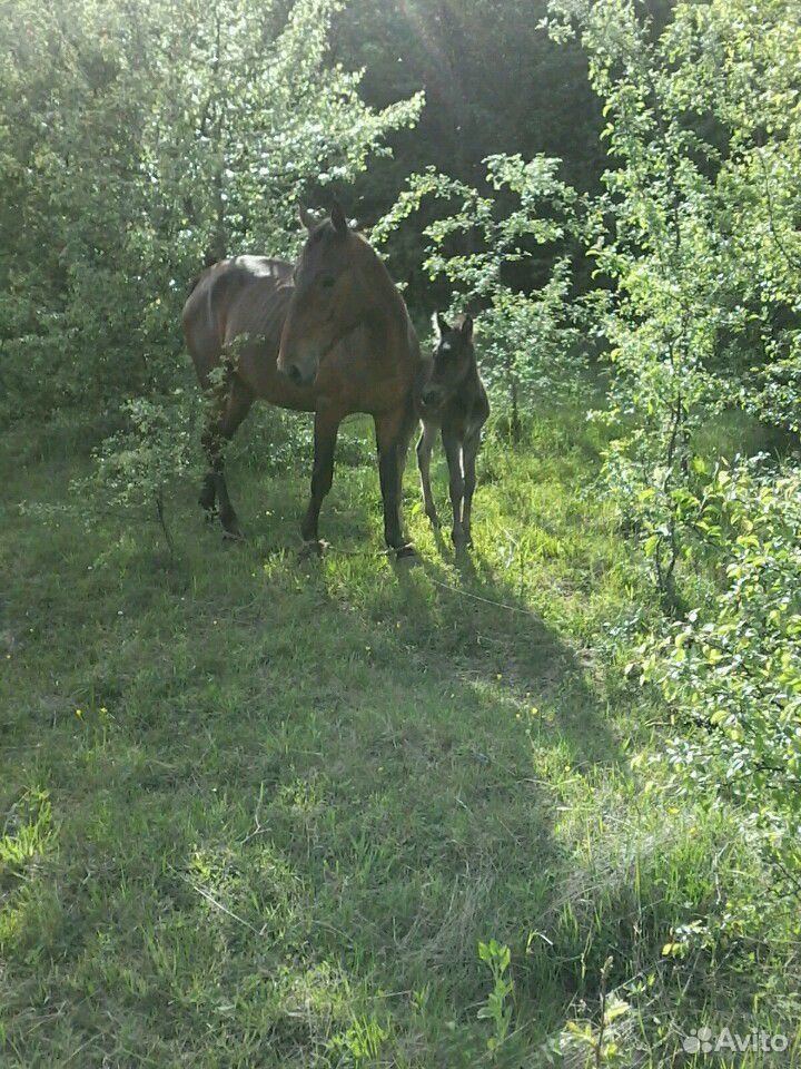 Лошадь с жеребенком купить на Зозу.ру - фотография № 3