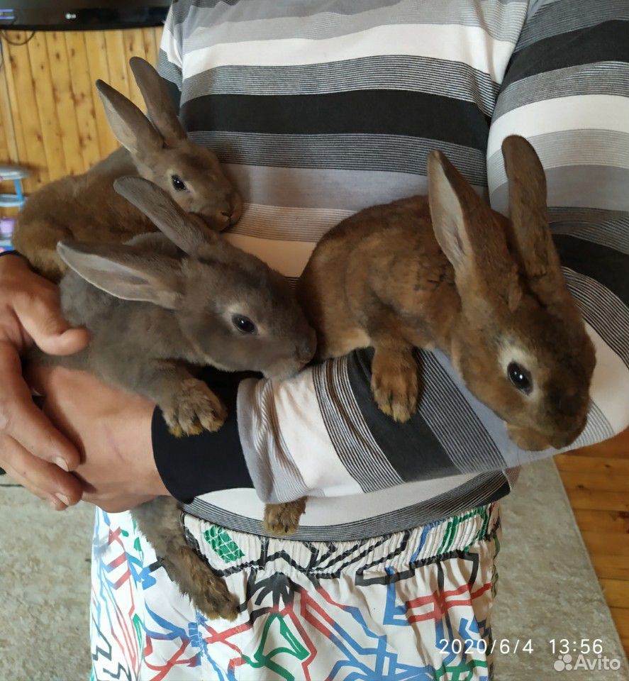 Продам крольчат породы рекс.2 месяца купить на Зозу.ру - фотография № 1