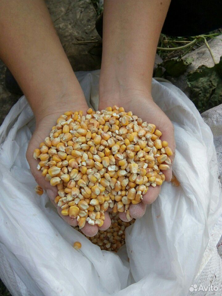 Пшеница, кукуруза, комбикорм купить на Зозу.ру - фотография № 1