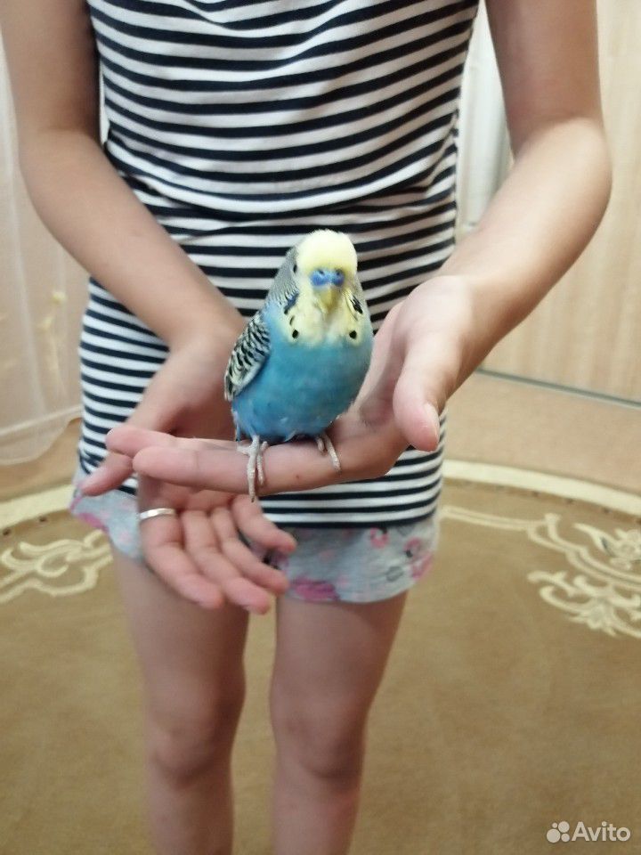 Волнистые попугаи пара купить на Зозу.ру - фотография № 3