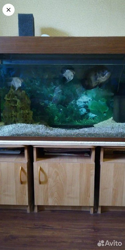 Рыбки для аквариума купить на Зозу.ру - фотография № 3