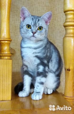 Британские котята, окрас Табби (мраморные) купить на Зозу.ру - фотография № 7