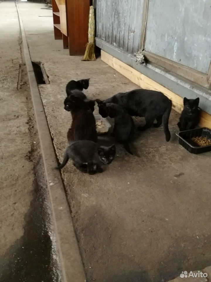 Котята купить на Зозу.ру - фотография № 2