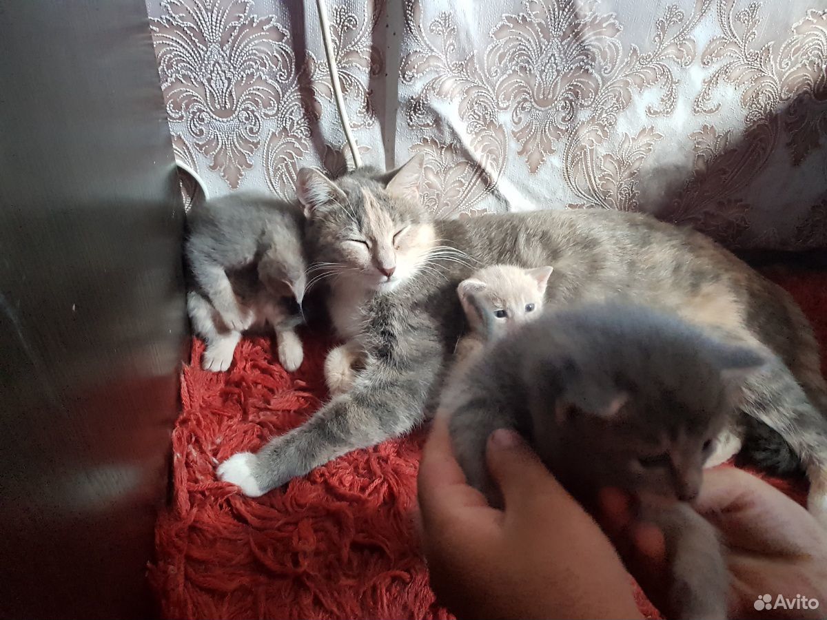 Кошки купить на Зозу.ру - фотография № 5