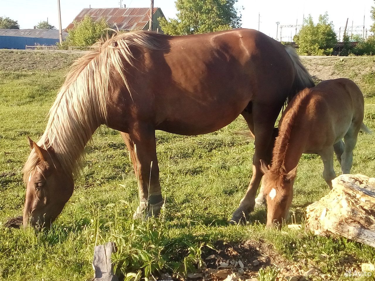 Лошадь с жеребенком купить на Зозу.ру - фотография № 7