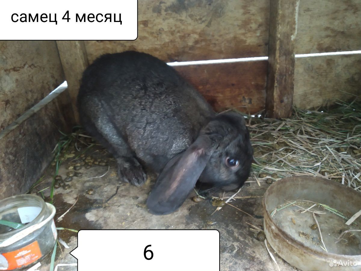 7-8 месячные кролики купить на Зозу.ру - фотография № 6