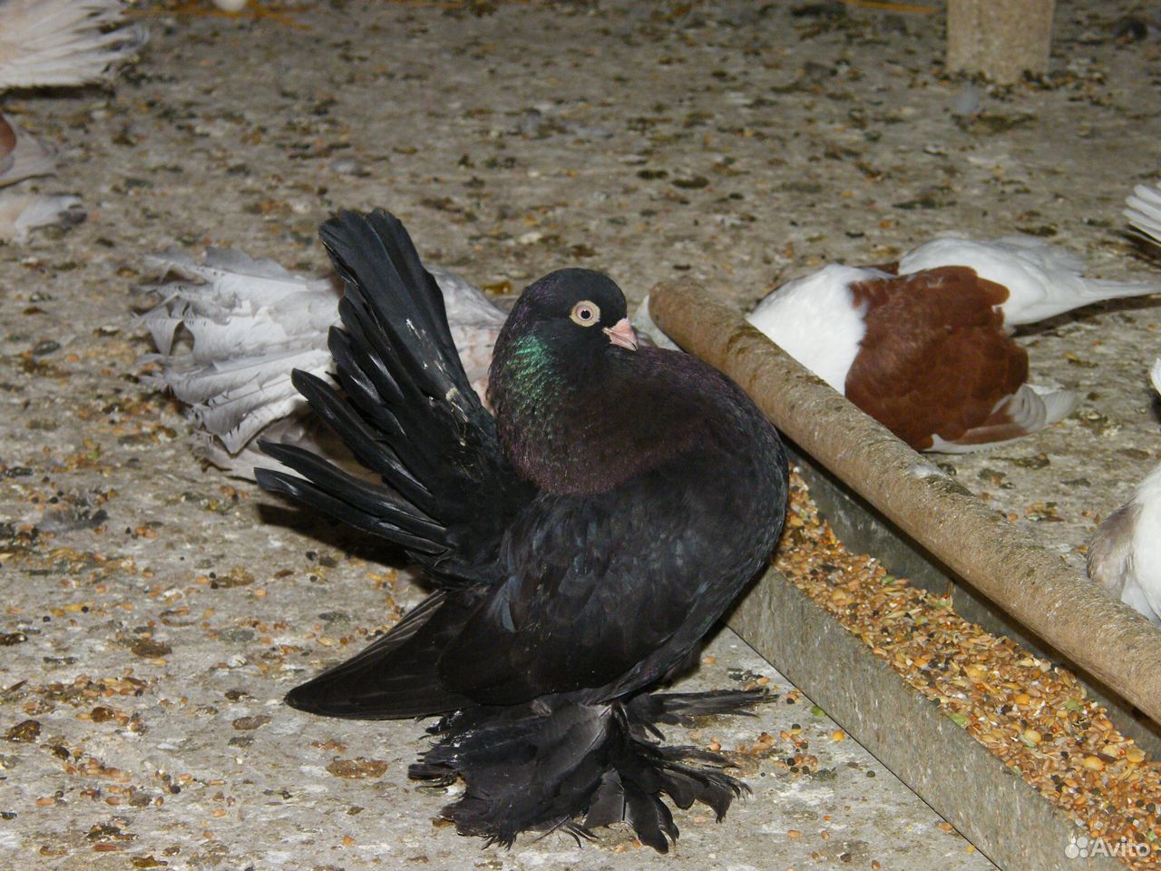 Статные голуби купить на Зозу.ру - фотография № 9
