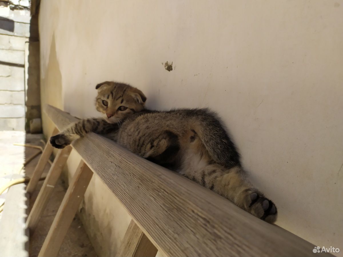 Смешные котята ищут дом купить на Зозу.ру - фотография № 7