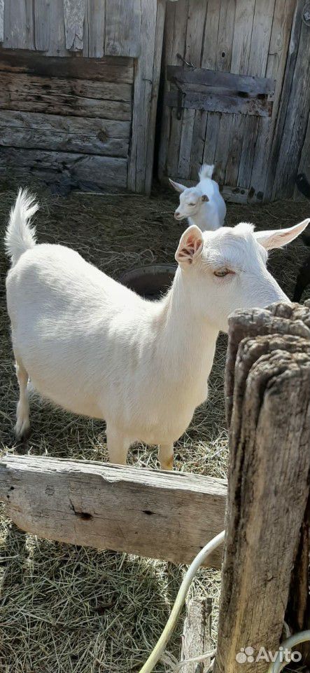Молочные козы и козлята купить на Зозу.ру - фотография № 3