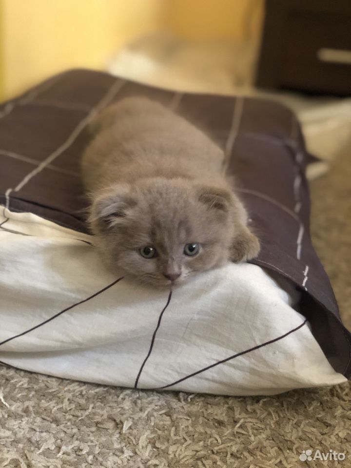 Котёнок 2 месяца купить на Зозу.ру - фотография № 1