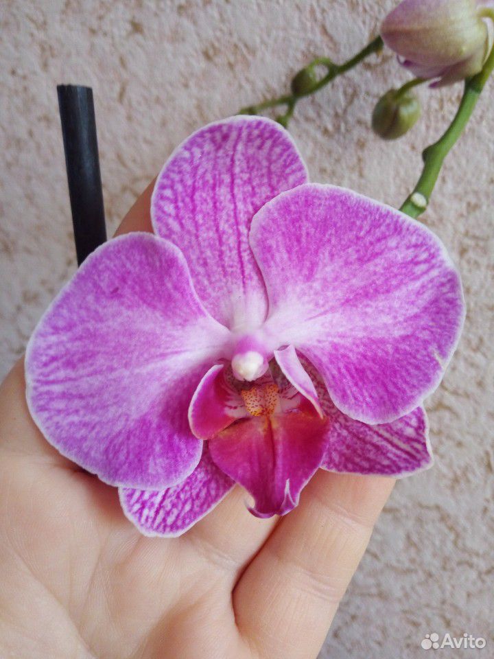 Продам орхидеи купить на Зозу.ру - фотография № 8