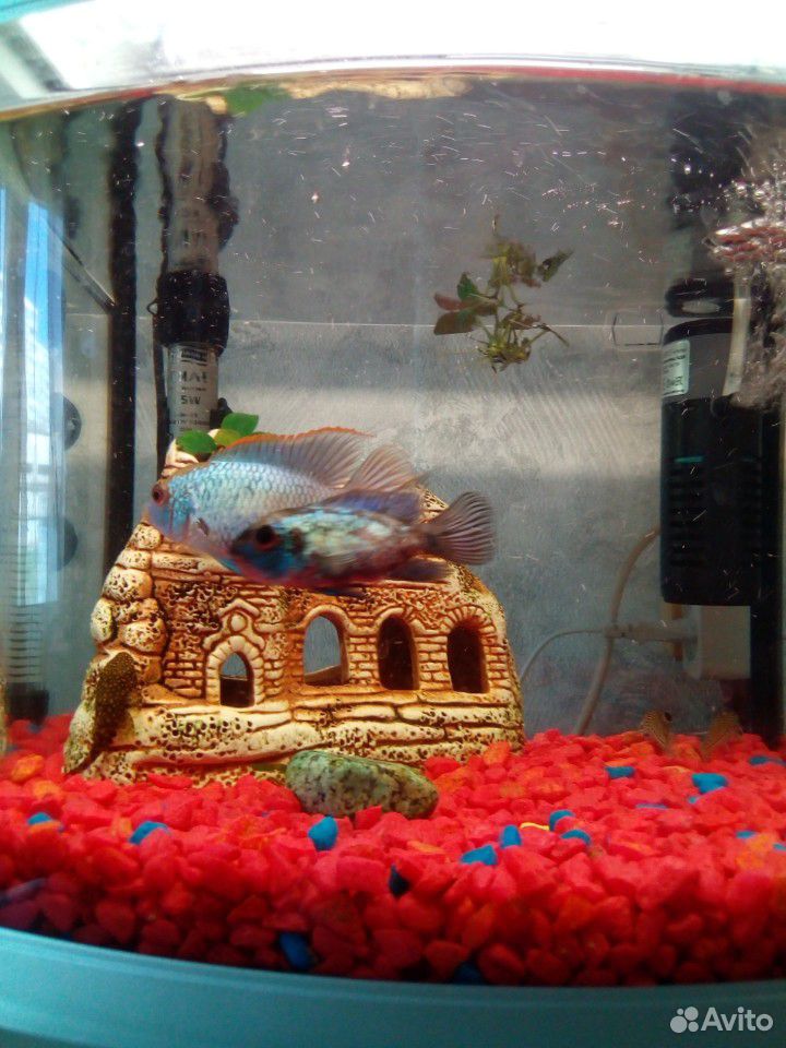 Продам аквариум с рыбками купить на Зозу.ру - фотография № 6