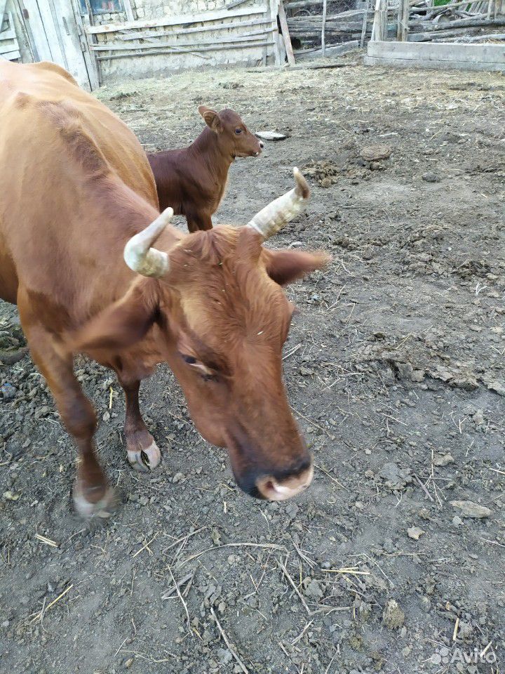 Корова и телнок купить на Зозу.ру - фотография № 1