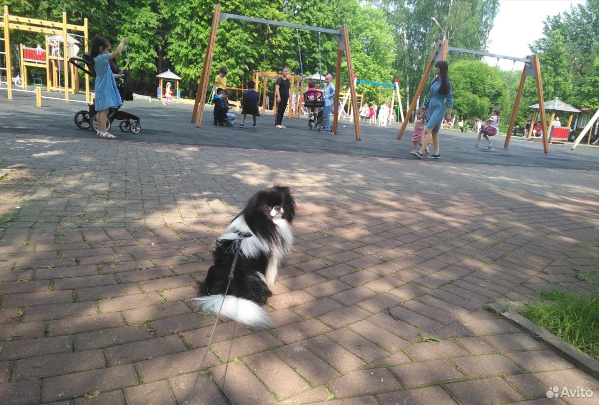 Собака породы Японский хин ищет девочку для вязки купить на Зозу.ру - фотография № 2