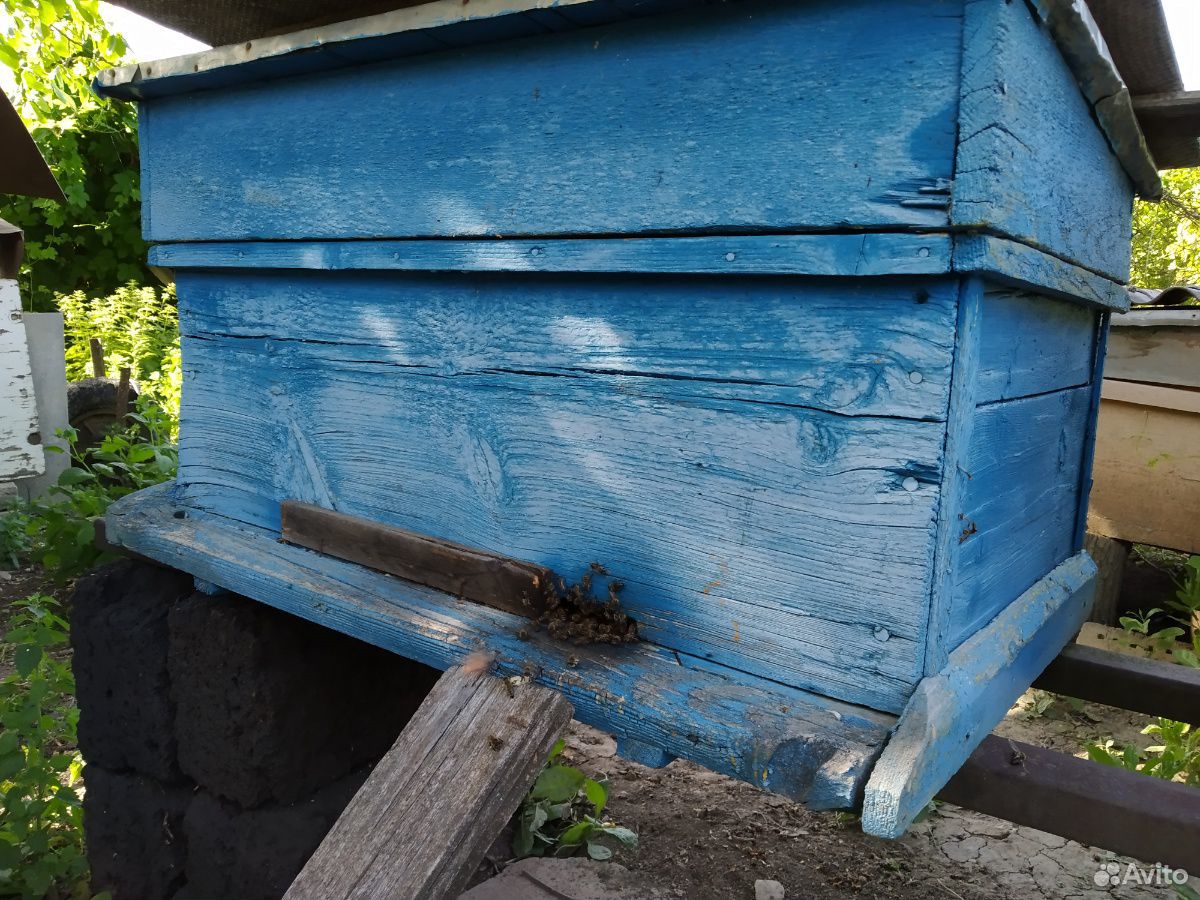 Пчёлы с уликами купить на Зозу.ру - фотография № 5
