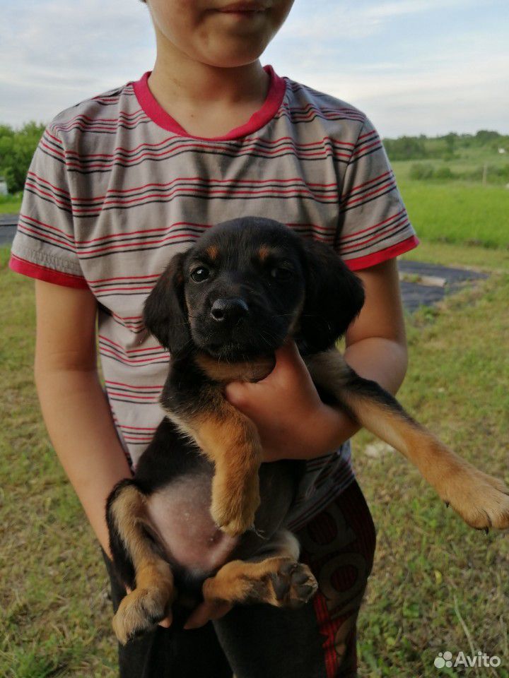 Не оставайтесь равнодушными возьмите щенка домой у купить на Зозу.ру - фотография № 10