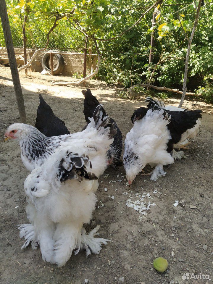 Чистокровные цыплята купить на Зозу.ру - фотография № 2