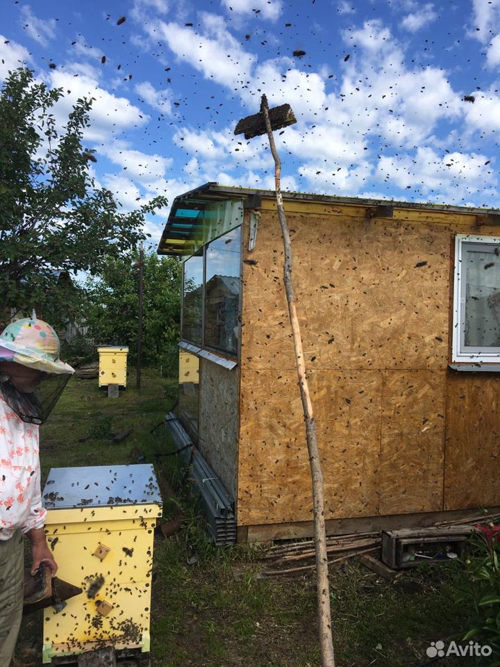 Пчёлы пчелосемьи рои купить на Зозу.ру - фотография № 6
