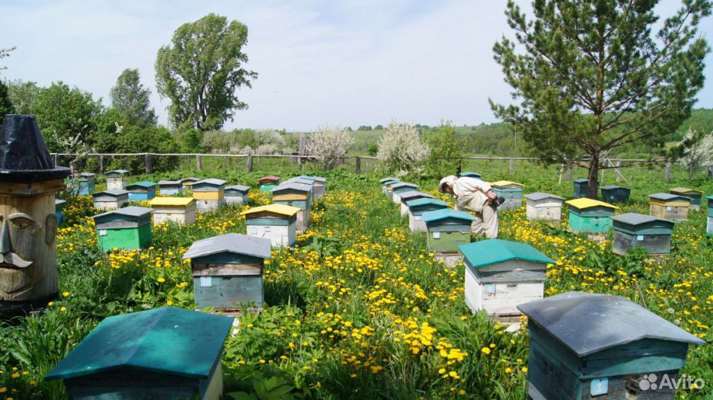Пасека, пчелы купить на Зозу.ру - фотография № 1
