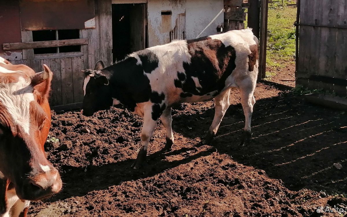Продам двух коров и телку купить на Зозу.ру - фотография № 3