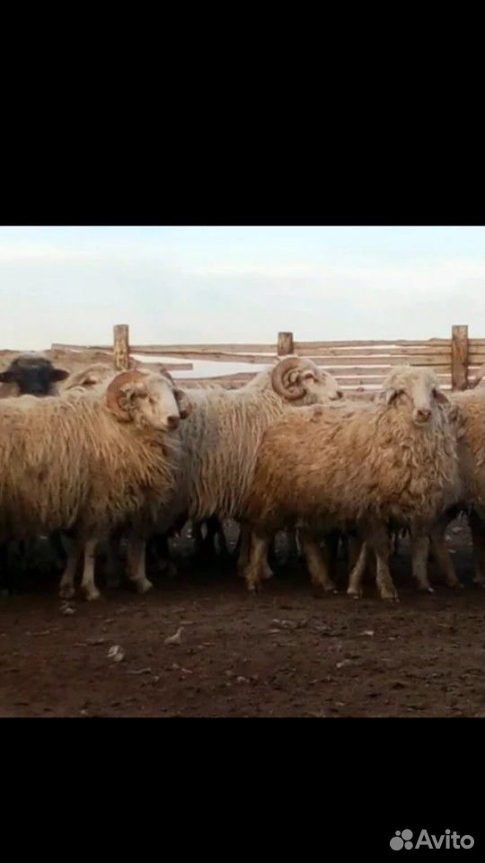 Продам овец. бараны купить на Зозу.ру - фотография № 3