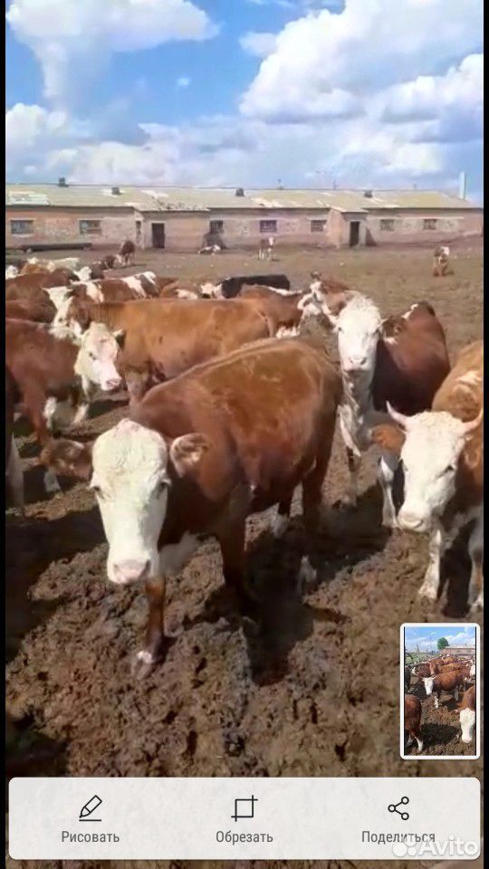 Коровы бычки купить на Зозу.ру - фотография № 3