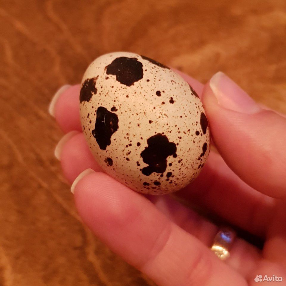 Яйца перепелиные купить на Зозу.ру - фотография № 5