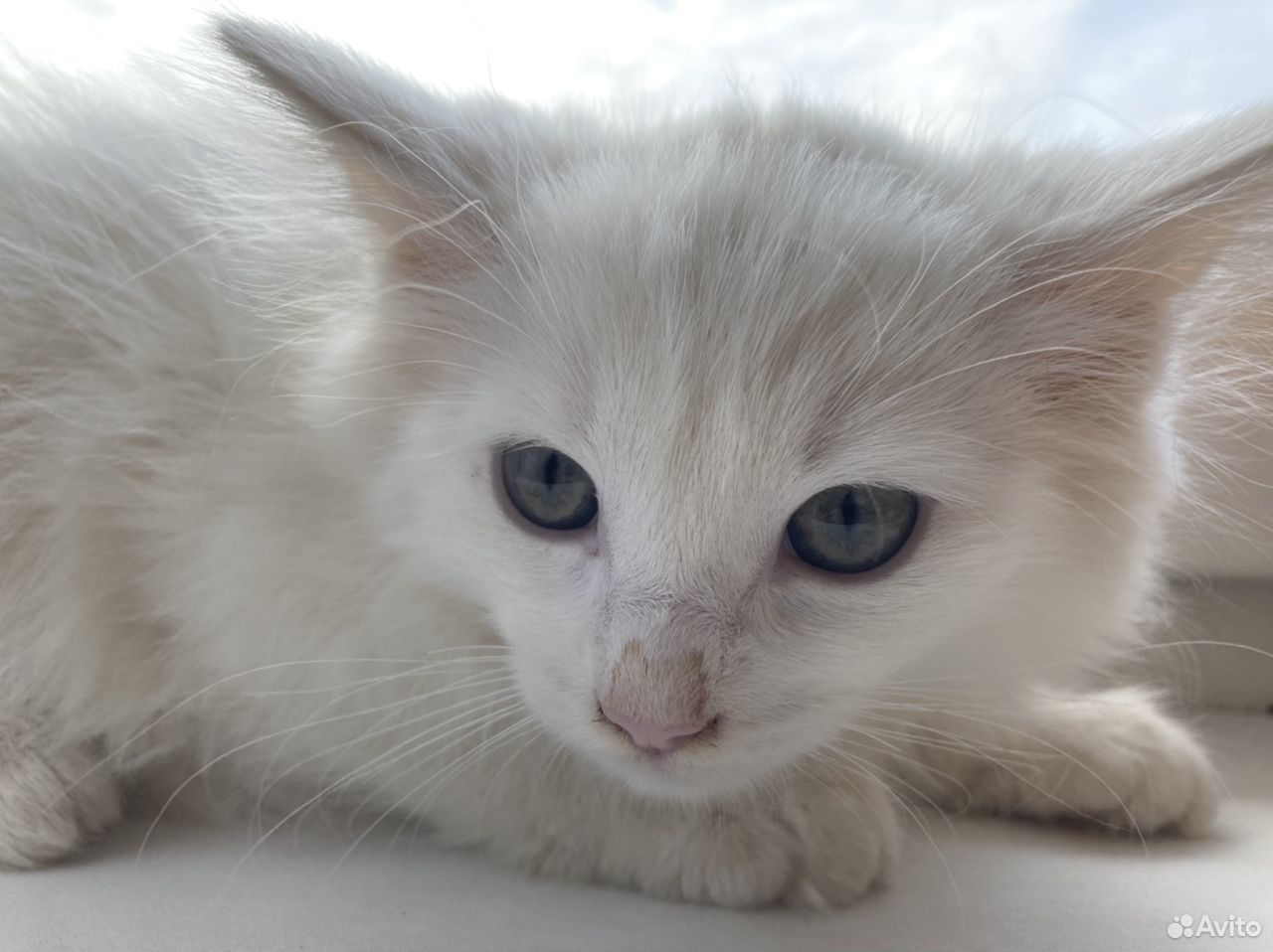 Котёнок белый купить на Зозу.ру - фотография № 9