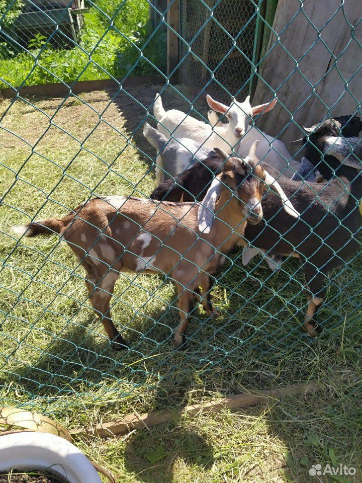 Породистые нубийские козлята из Данилова купить на Зозу.ру - фотография № 2