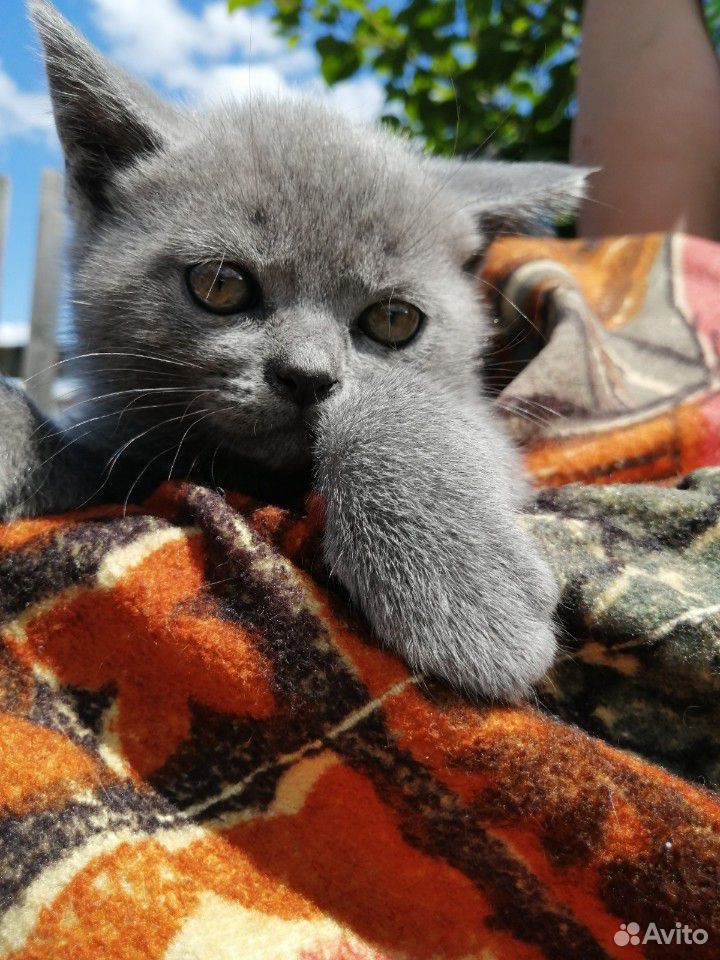 Продам котят купить на Зозу.ру - фотография № 1