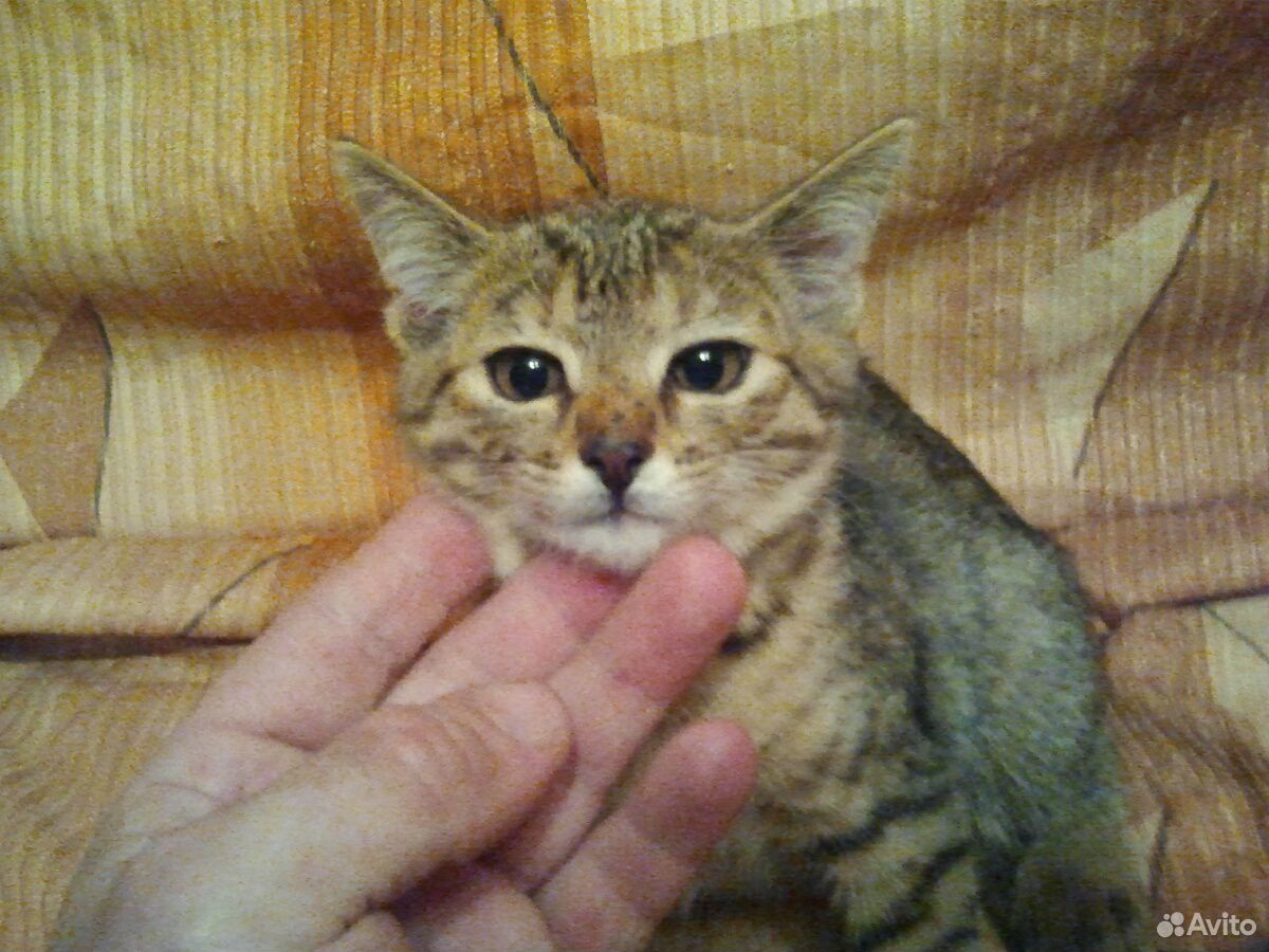 Котёнок в добрые руки самочка купить на Зозу.ру - фотография № 3