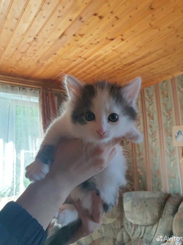 Котята в добрые руки купить на Зозу.ру - фотография № 9