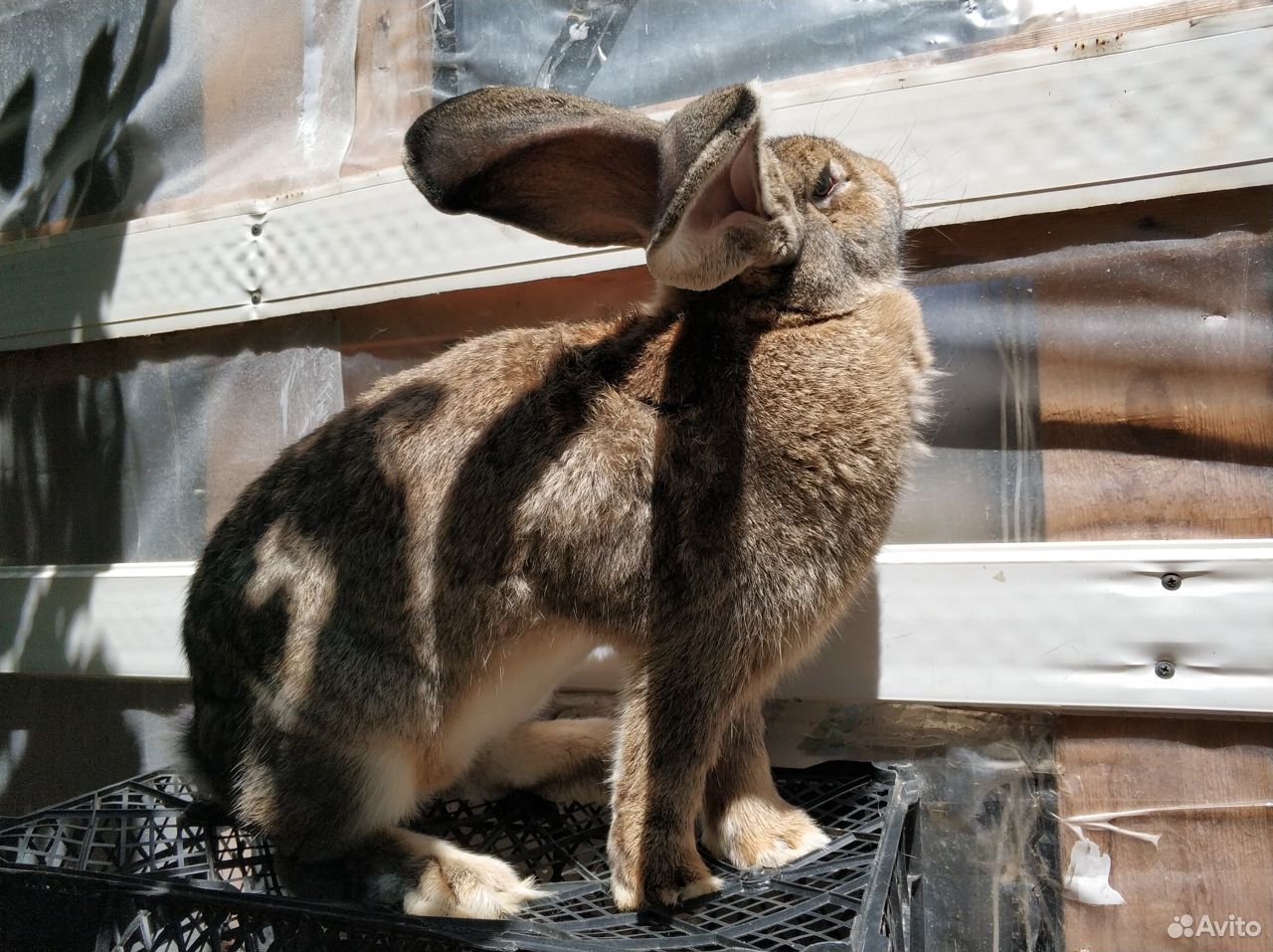 Кролик серый Великан (самка) купить на Зозу.ру - фотография № 2