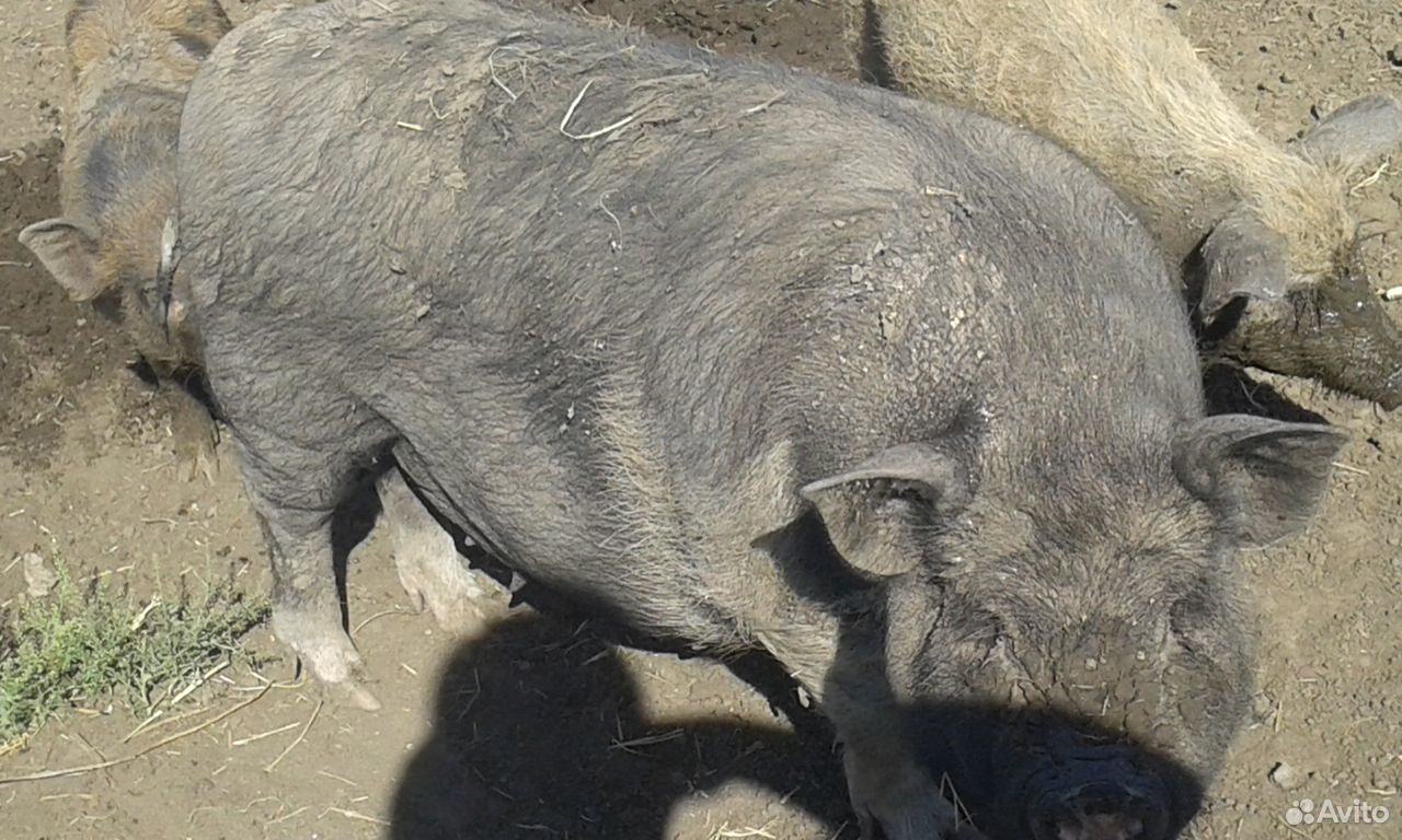 Продам вьетнамских свинью и хряка купить на Зозу.ру - фотография № 4