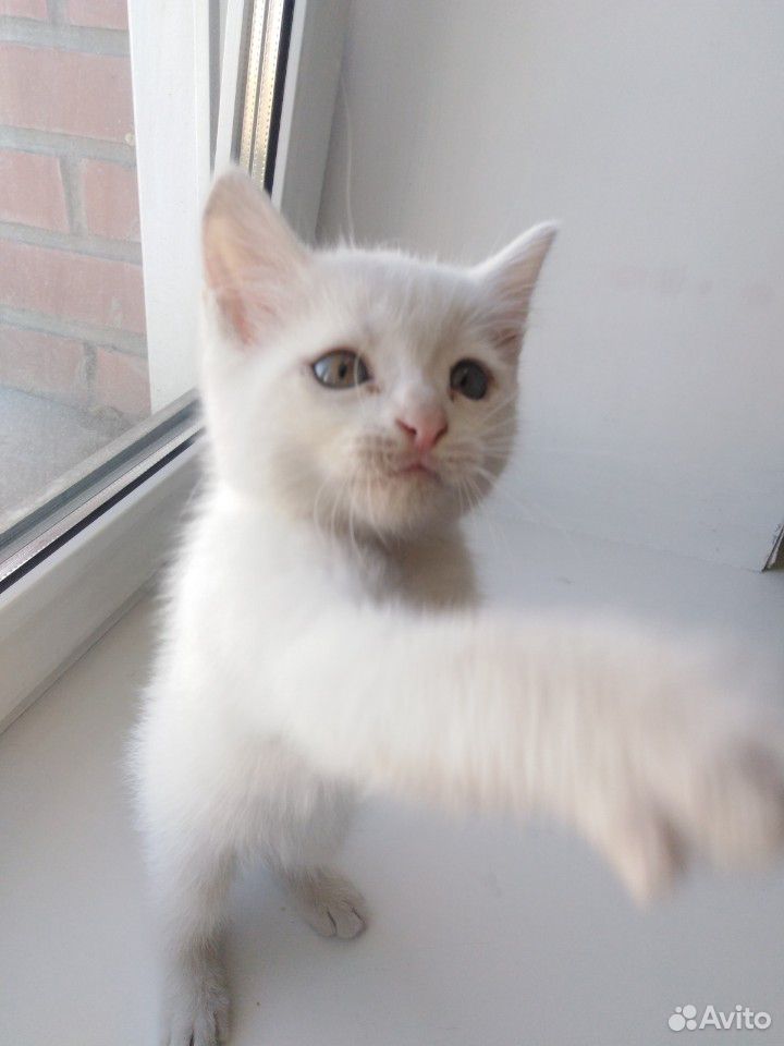 Белый котик с голубыми глазками Турецкой ангоры купить на Зозу.ру - фотография № 7