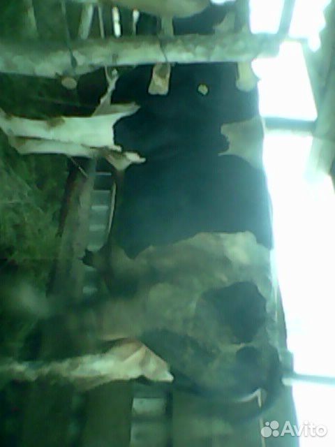 Продам или обменяю на ягнят молочных коров.Бык на купить на Зозу.ру - фотография № 7