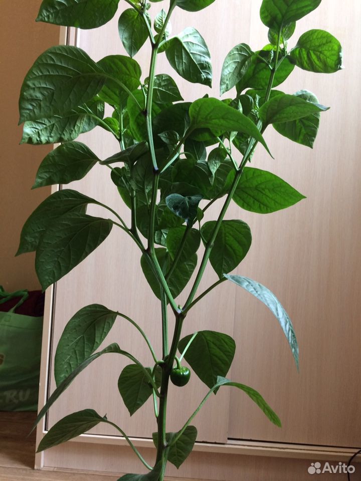 Растение купить на Зозу.ру - фотография № 3